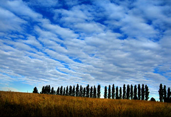 poplar trees